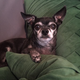 Illustration for article titled Open Channel: Show Us Your Pets, Nerds